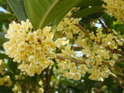 桂花泡茶禁忌，桂花泡水喝的9大禁忌