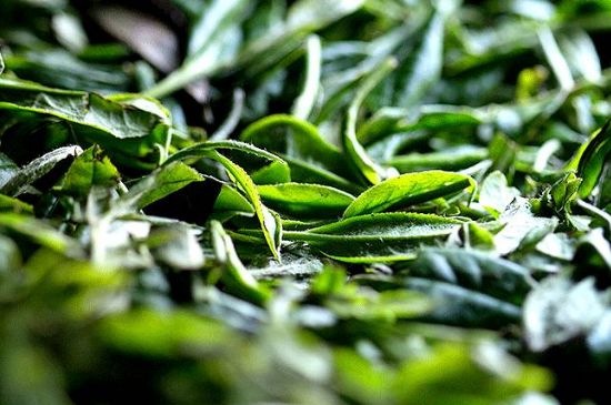 荒野銀針市場(chǎng)價(jià)多少，真正的荒野白毫銀針多少錢？