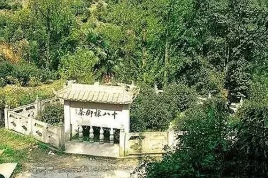 母樹(shù)大紅袍給誰(shuí)喝了，為什么母樹(shù)大紅袍叫三棵六株？