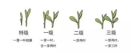 烏牛早和龍井的區(qū)別圖片，龍井43號(hào)和烏牛早茶的對(duì)比