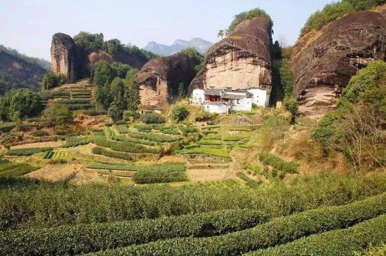 馬頭巖肉桂是大紅袍嗎，大紅袍肉桂屬于什么茶？