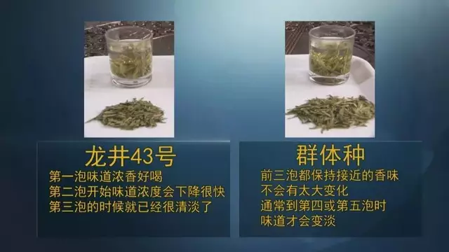 龍井群體種和43號的區(qū)別圖片，龍井43和群體種哪個(gè)好喝？