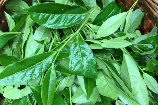 大紅袍可以放10年嗎，大紅袍放了十年能喝嗎