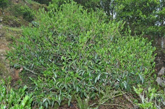 肉桂茶屬于紅茶嗎，牛欄坑肉桂是紅茶還是綠茶？