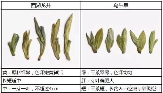烏牛早和龍井的區(qū)別圖片，龍井43號(hào)和烏牛早茶的對(duì)比