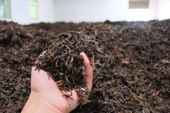 茯磚茶與普洱茶哪個好，茯茶和普洱茶口味區(qū)別