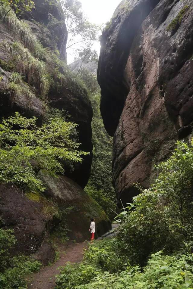 武夷山為什么盛產(chǎn)茶葉，武夷山茶為什么好喝？