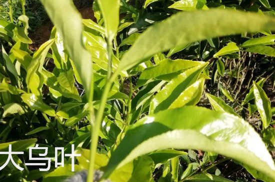 鴨屎香和大烏葉是同一種茶葉嗎，單叢大烏葉和鴨屎香有什么區(qū)別？
