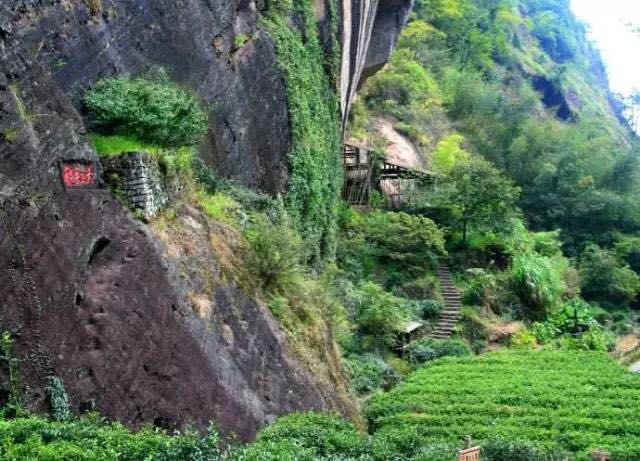 武夷山為什么盛產(chǎn)茶葉，武夷山茶為什么好喝？