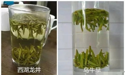 烏牛早和龍井的區(qū)別圖片，龍井43號(hào)和烏牛早茶的對(duì)比