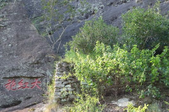 母樹(shù)大紅袍給誰(shuí)喝了，為什么母樹(shù)大紅袍叫三棵六株？