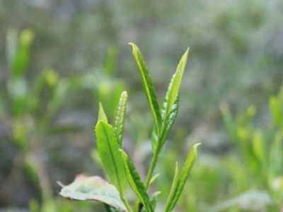 六安瓜片的功效與禁忌，六安瓜片適合什么人喝