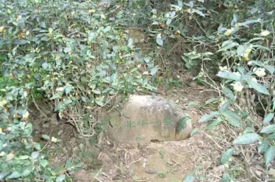 母樹(shù)大紅袍給誰(shuí)喝了，為什么母樹(shù)大紅袍叫三棵六株？