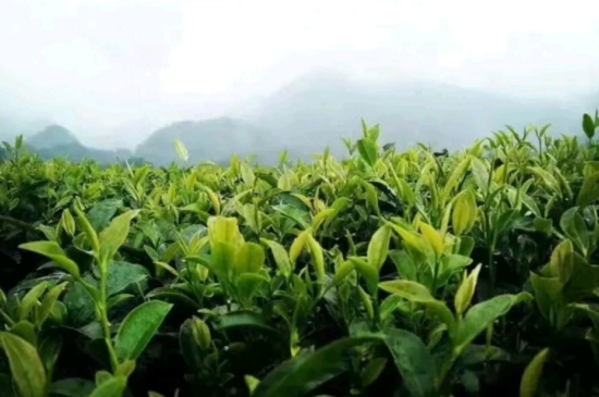 一天3杯紅茶抗癌，常飲紅茶對(duì)身體有好處！