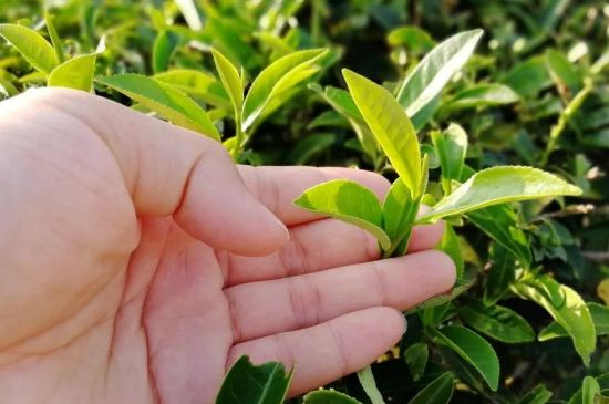 大紅袍四大品種有哪些，大紅袍的種類和著名品種特點介紹