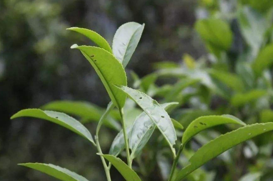 單叢茶十大香型以及常見品種大全，潮安鳳凰單樅十大名香歸類