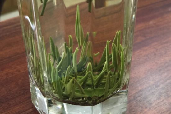 竹葉青和雀舌哪個貴，竹葉青茶貴嗎？