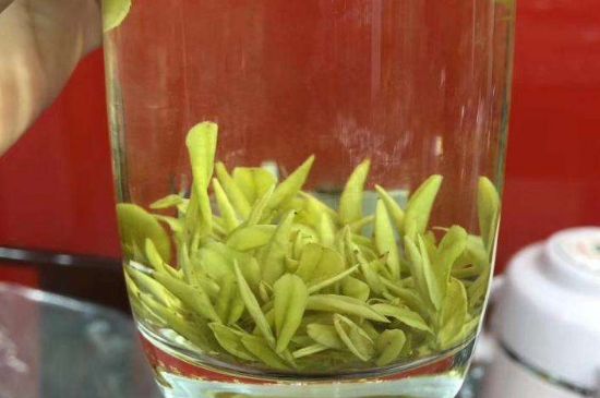 茶中奇葩黃金芽，安吉白茶中黃金芽的特點(diǎn)