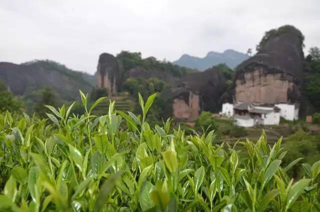 武夷山為什么盛產(chǎn)茶葉，武夷山茶為什么好喝？