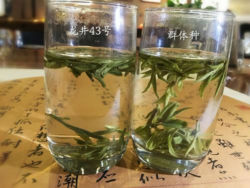烏牛早和龍井的區(qū)別圖片，龍井43號(hào)和烏牛早茶的對(duì)比