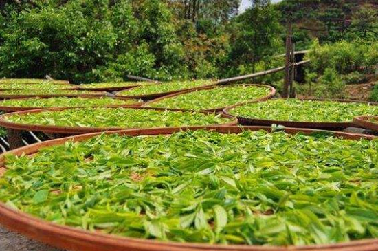 單叢茶十大香型以及常見品種大全，潮安鳳凰單樅十大名香歸類