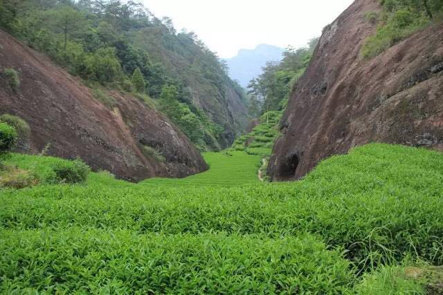 武夷山為什么盛產(chǎn)茶葉，武夷山茶為什么好喝？