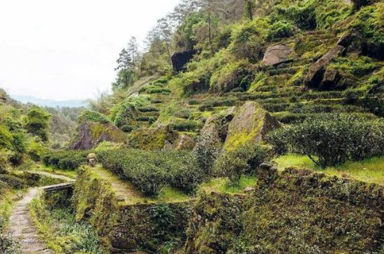 肉桂茶和大紅袍哪個貴，武夷山肉桂與大紅袍的價格比較