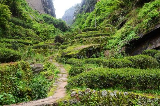 肉桂茶和大紅袍哪個貴，武夷山肉桂與大紅袍的價格比較