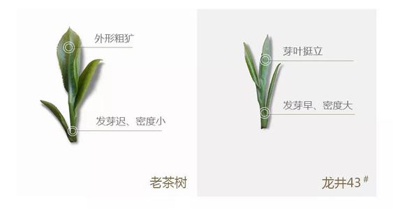 43號(hào)龍井屬于好茶嗎，龍井茶43號(hào)是什么意思？