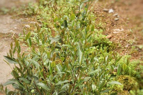 大紅袍四大品種有哪些，大紅袍的種類和著名品種特點介紹