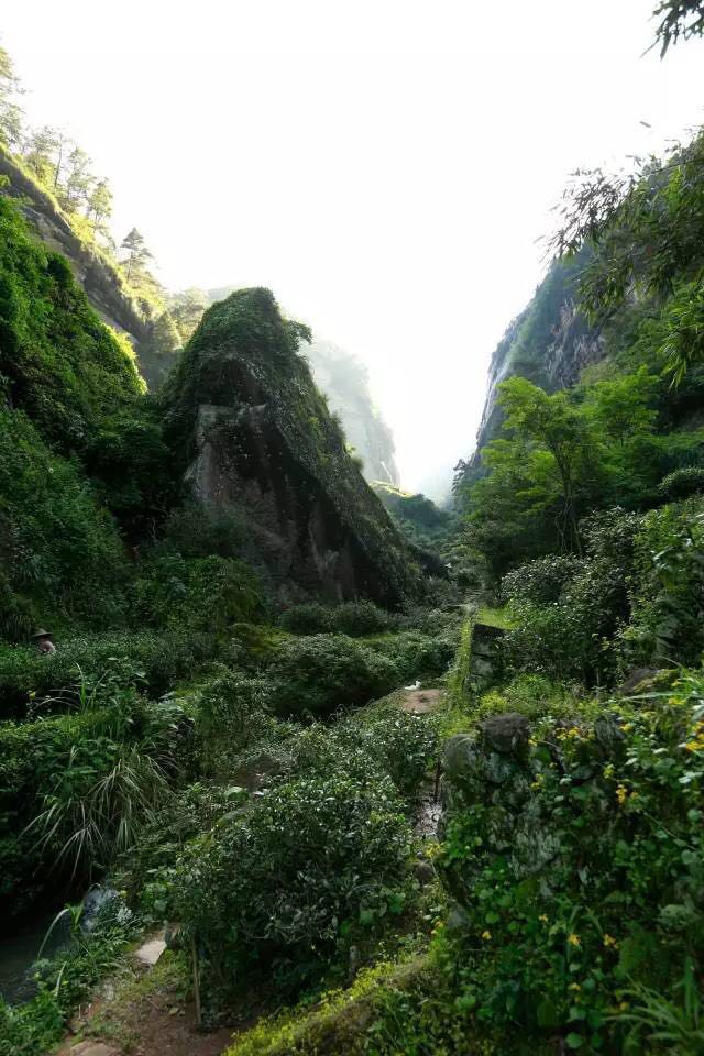 武夷山為什么盛產(chǎn)茶葉，武夷山茶為什么好喝？