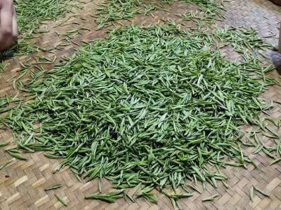 金駿眉幾年可以算陳茶，金駿眉新茶好還是老茶