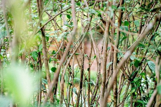 荒野銀針有什么特點(diǎn)，荒野銀針的味道口感咋樣？