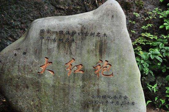 母樹(shù)大紅袍給誰(shuí)喝了，為什么母樹(shù)大紅袍叫三棵六株？