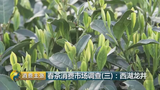 龍井群體種和43號的區(qū)別圖片，龍井43和群體種哪個(gè)好喝？