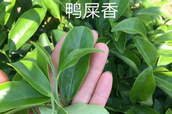 鴨屎香和大烏葉是同一種茶葉嗎，單叢大烏葉和鴨屎香有什么區(qū)別？