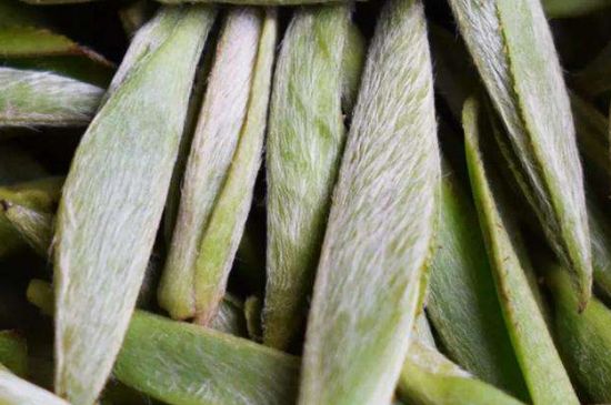 荒野銀針有什么特點(diǎn)，荒野銀針的味道口感咋樣？