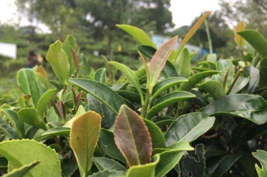 43號(hào)龍井屬于好茶嗎，龍井茶43號(hào)是什么意思？