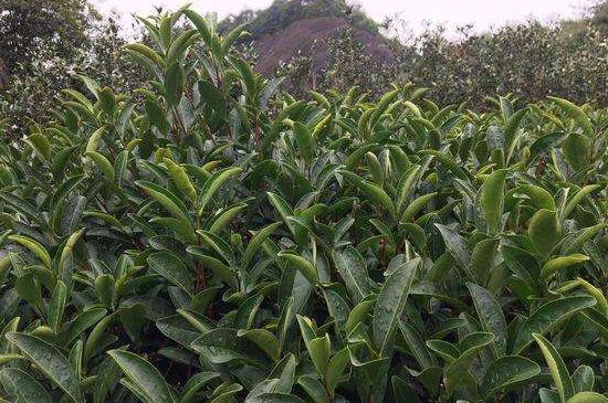 馬頭巖肉桂是大紅袍嗎，大紅袍肉桂屬于什么茶？