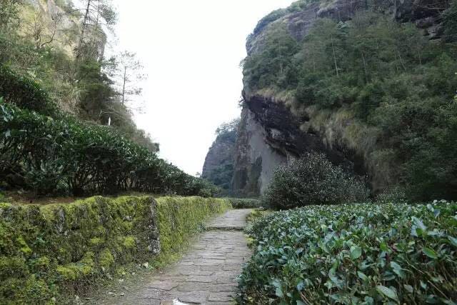 武夷山為什么盛產(chǎn)茶葉，武夷山茶為什么好喝？