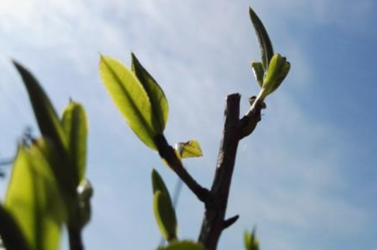 潮安鳳凰單叢十大名樅是什么，烏崠十大古樹名香品種介紹