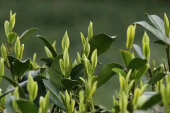 什么是雪前龍井茶，明前、雨前、雨后龍井有什么區(qū)別？