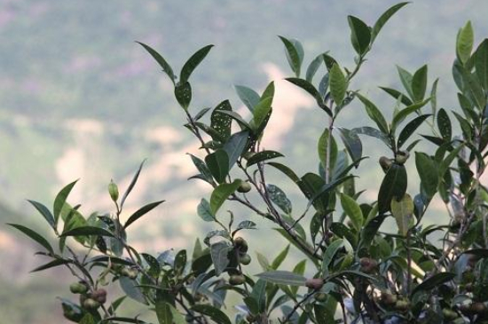 單叢茶十大香型以及常見品種大全，潮安鳳凰單樅十大名香歸類