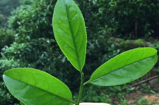 鋸朵仔跟鴨屎香哪個貴，鋸朵子和鴨屎香哪個好喝？