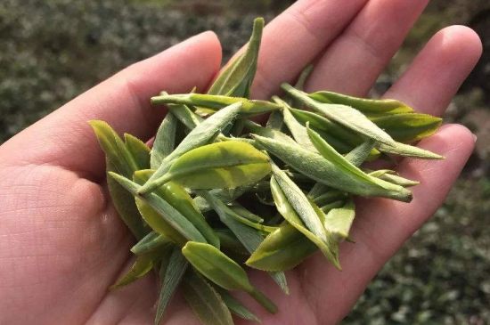 福建什么茶葉最出名，福建名茶有哪些？