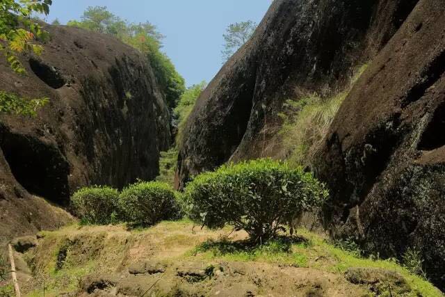 武夷山為什么盛產(chǎn)茶葉，武夷山茶為什么好喝？