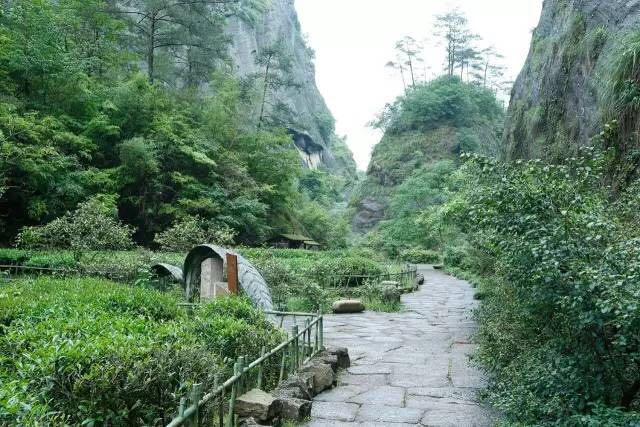 武夷山為什么盛產(chǎn)茶葉，武夷山茶為什么好喝？