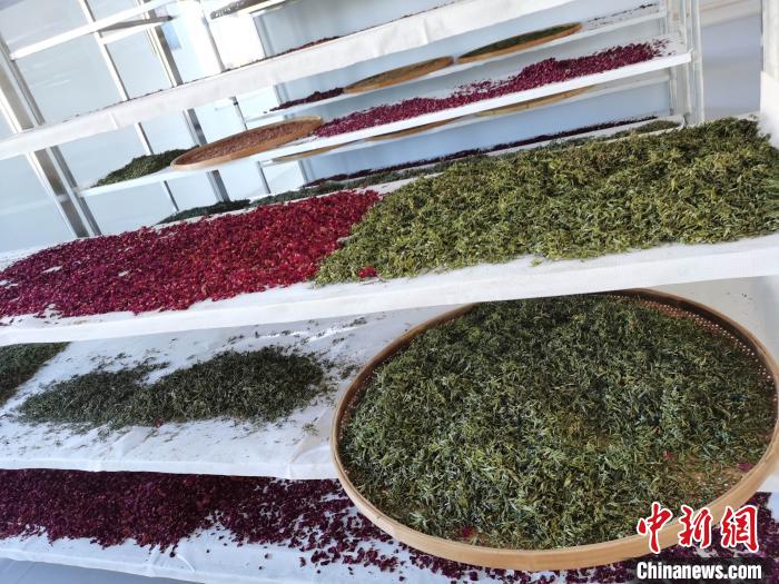 圖為王玲玲收購的各種山茶。　王鳴遠 攝